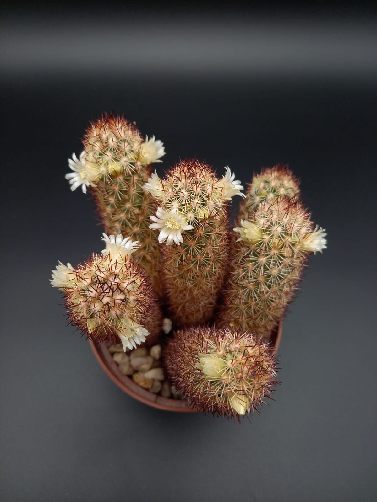 Mammillaria elongata 'Kupfer'