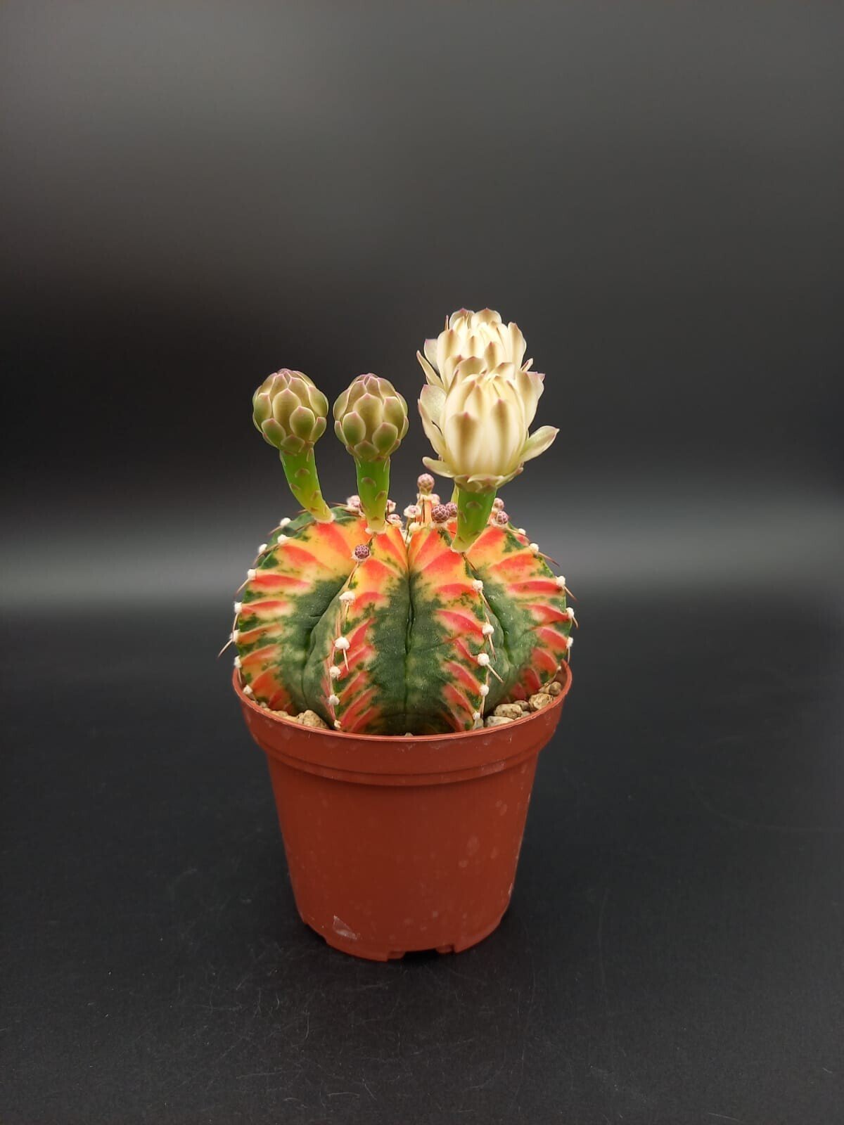 Gymnocalycium mihanovichii variegata
