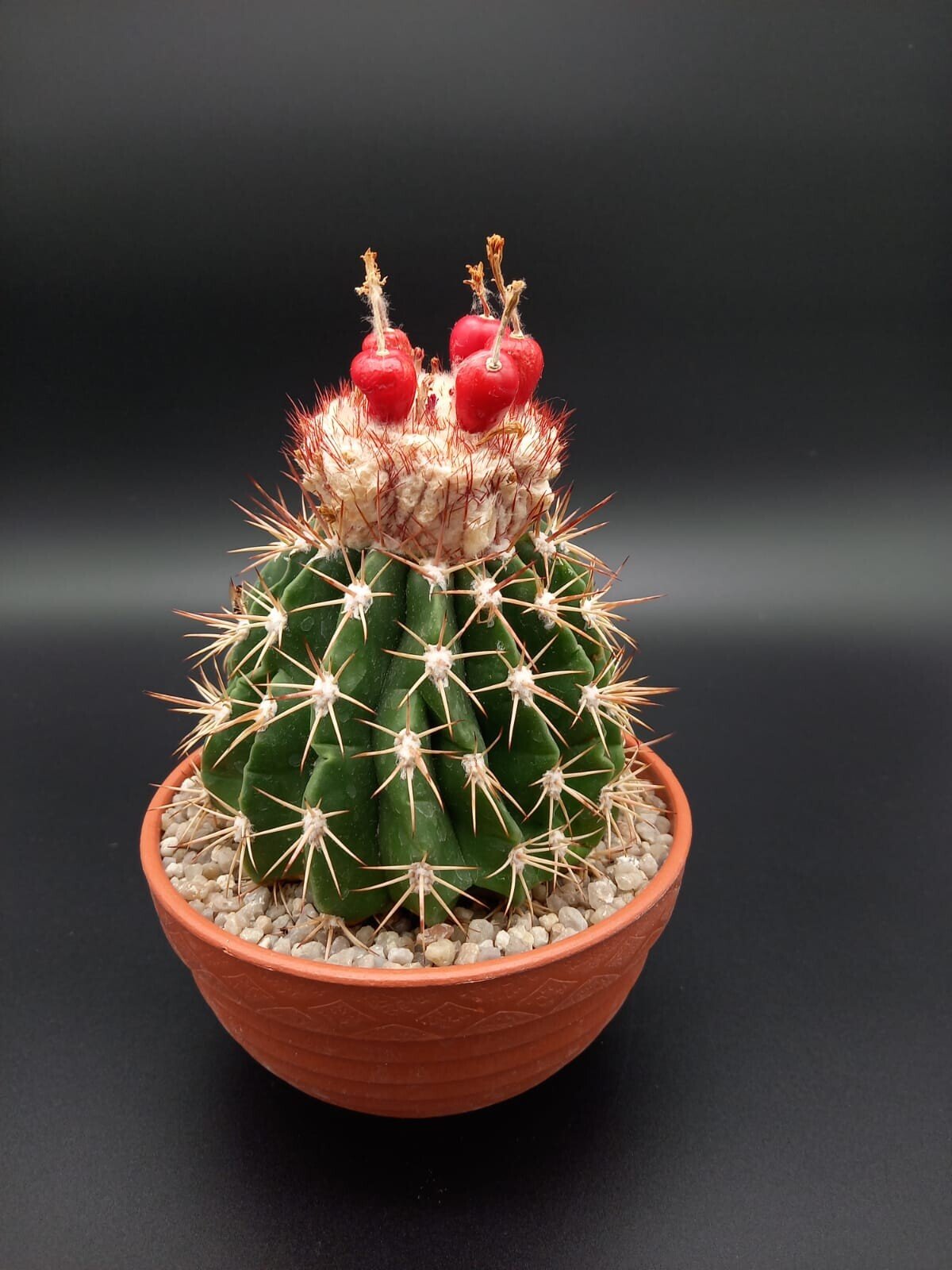 Melocactus maxonii