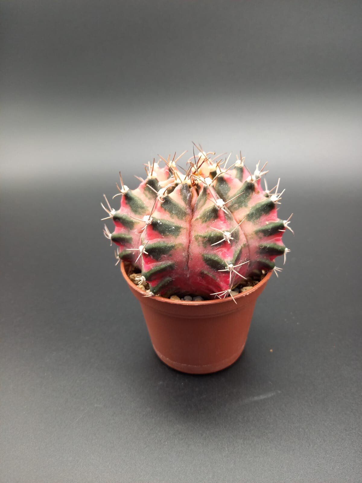 Gymnocalycium mihanovichii variegata