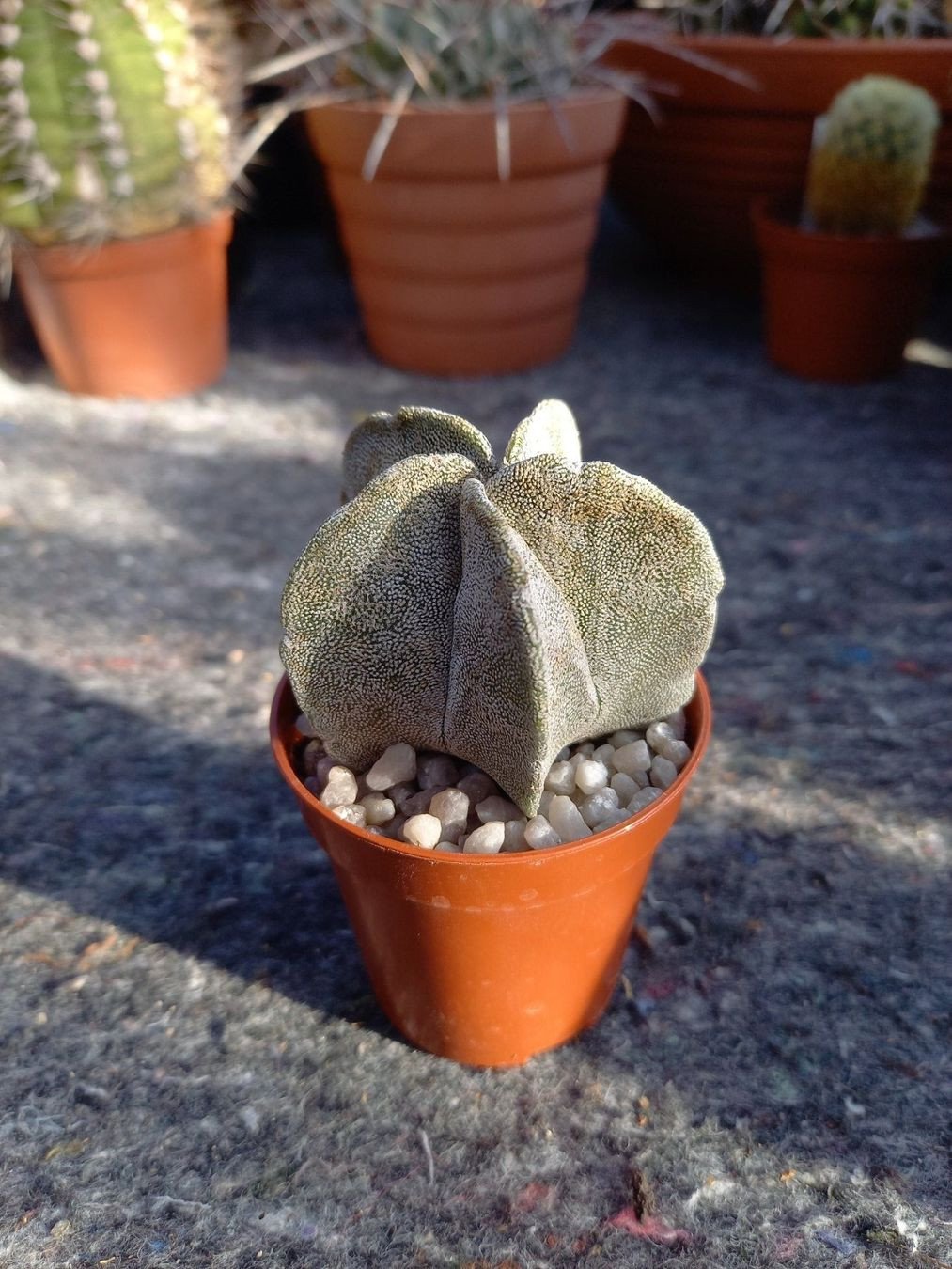 kaktus gwiazda szeryfa Stapelia somalica main image 0