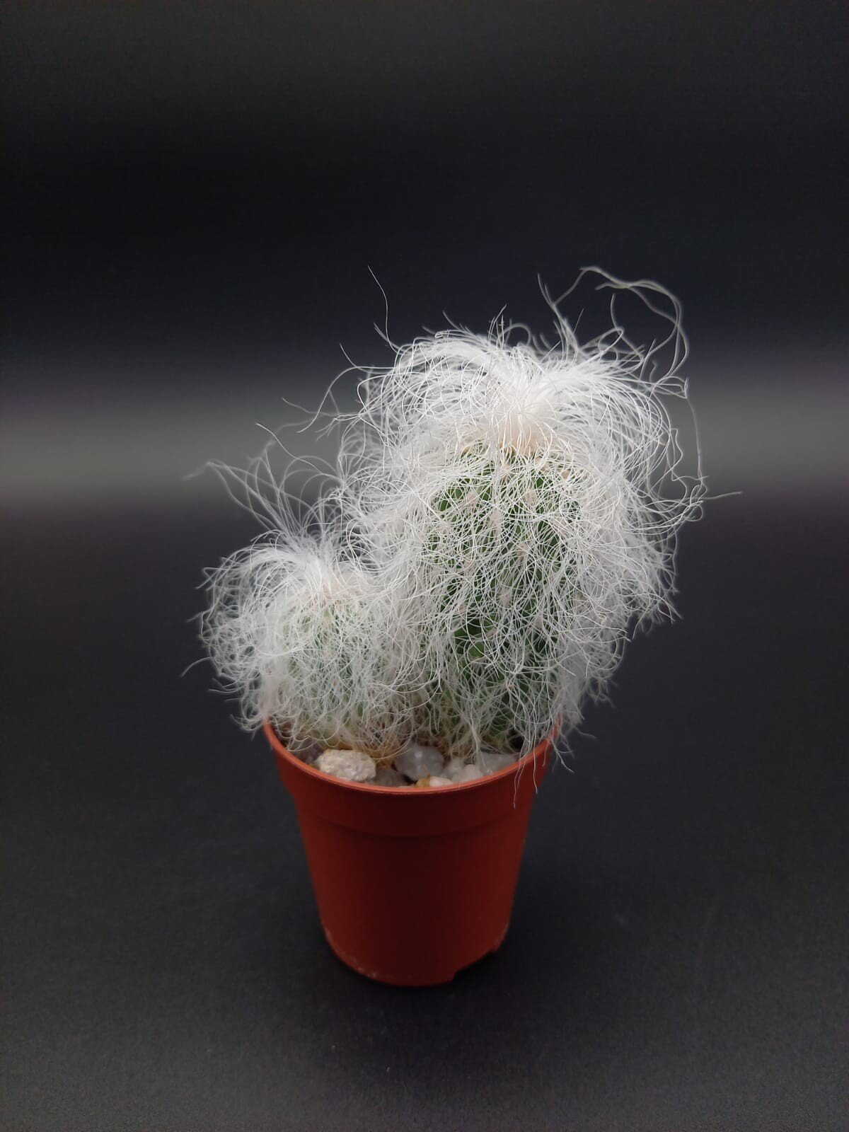 Cephalocereus senilis - Greisenhaupt