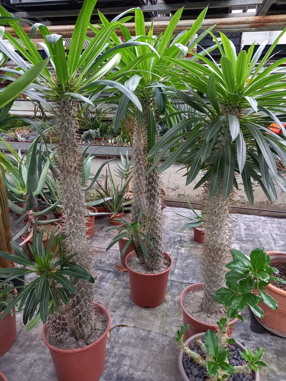 Pachypodium lamerei - Madagaskarpalme XL