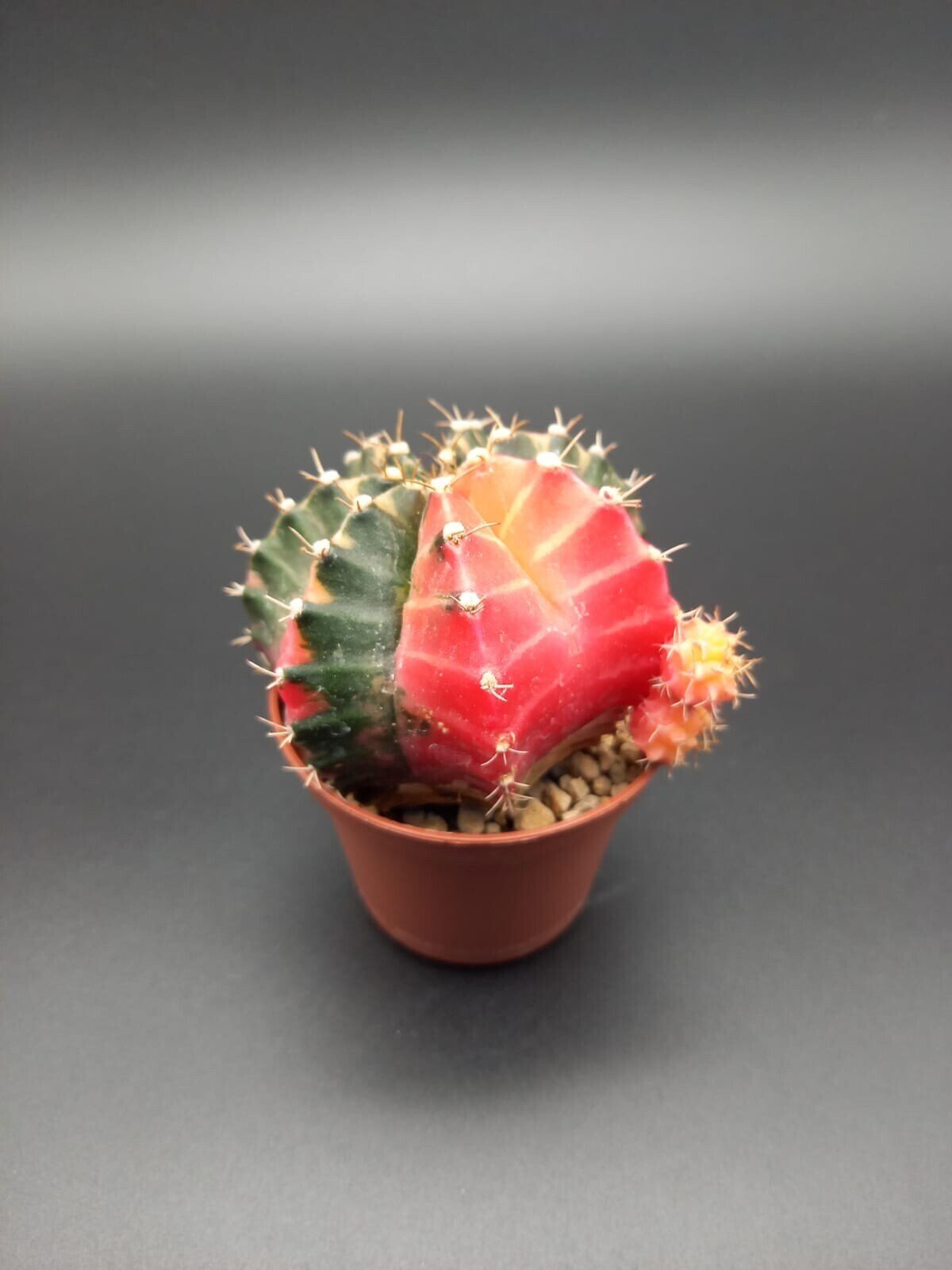 Gymnocalycium mihanovichii variegata
