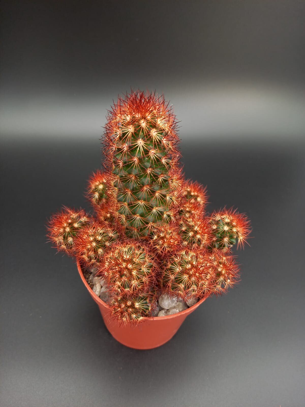 Mammillaria elongata rot
