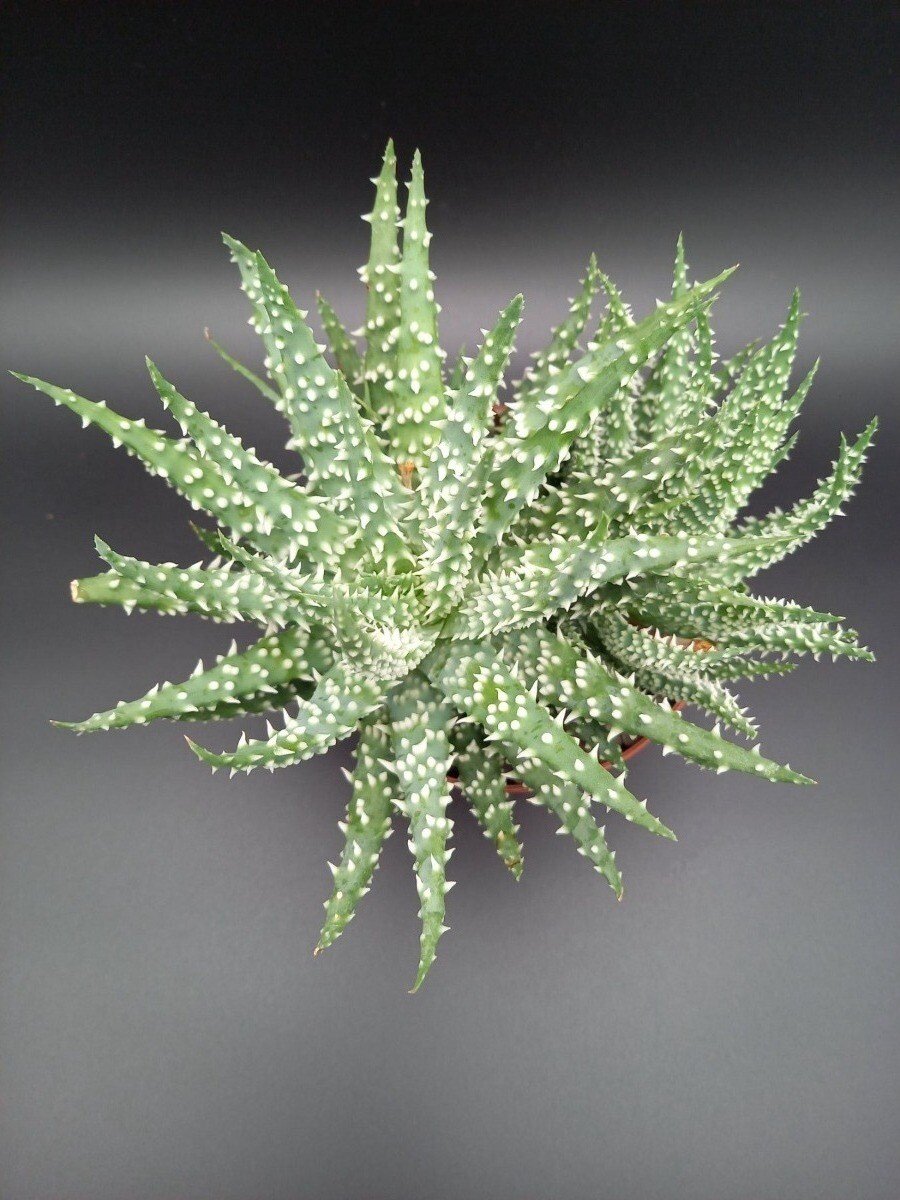 aloe vera creme ohne alkohol Gesichtscreme Aloe Vera✔️online kaufen| HAKA main image 1