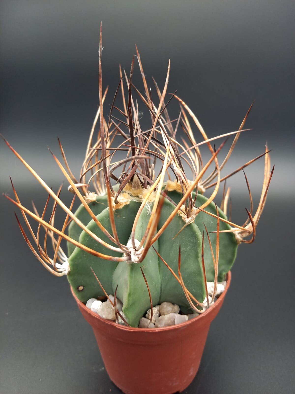 Astrophytum capricorne var. niveum nudum / crassispinum