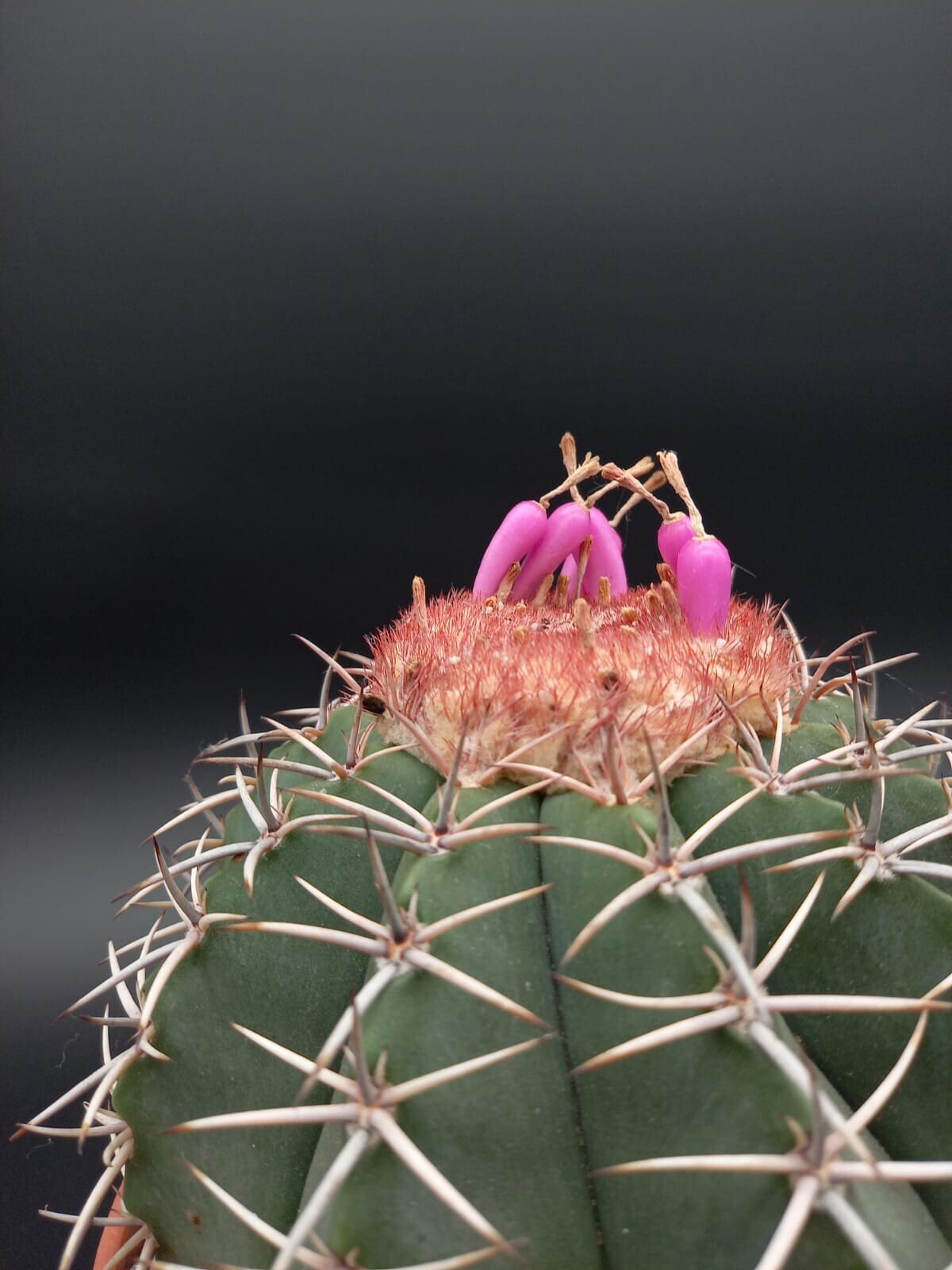 Melocactus bahiensis
