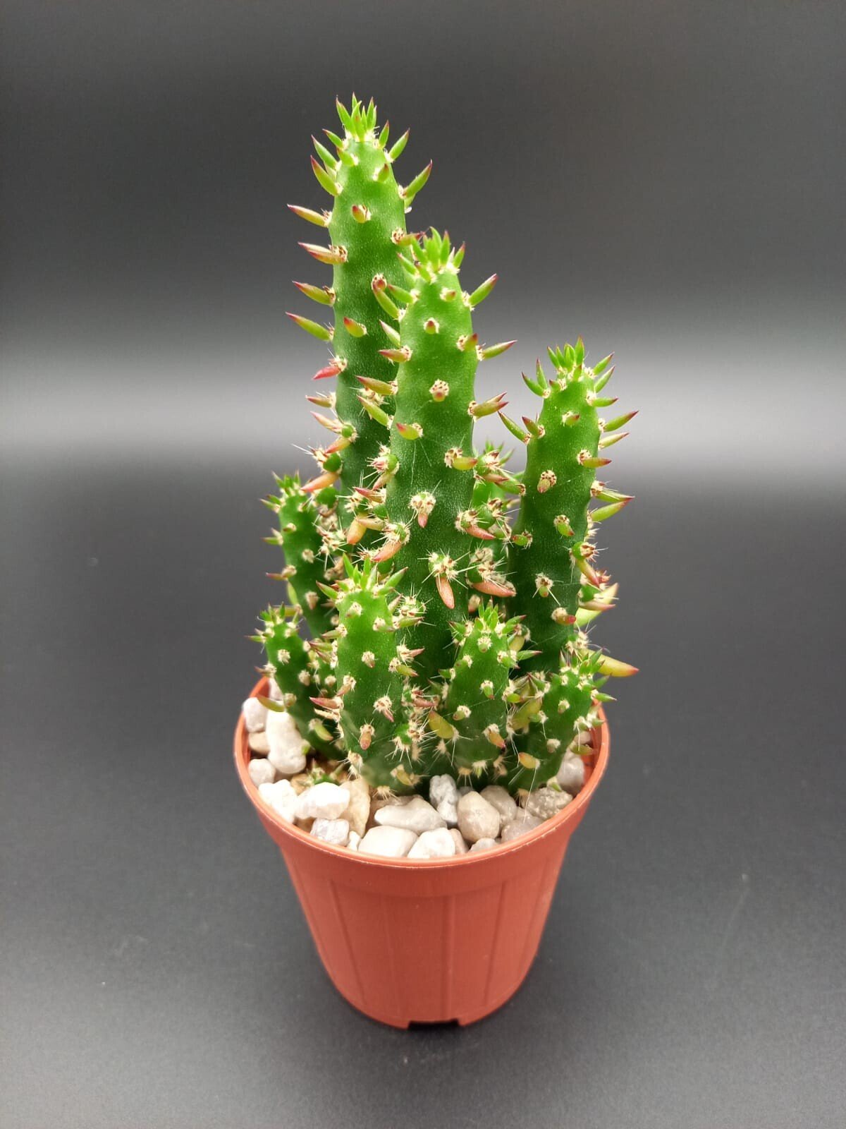 Opuntia subulata