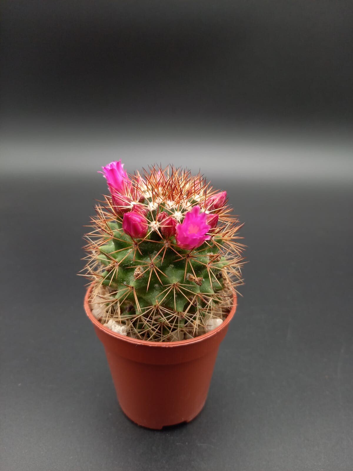 Mammillaria ernestii