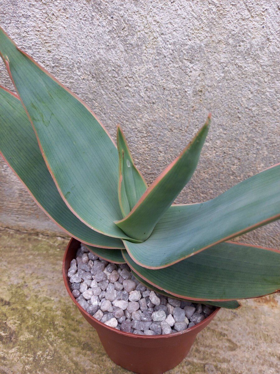 aloe vera akademie Aloe Vera Gel