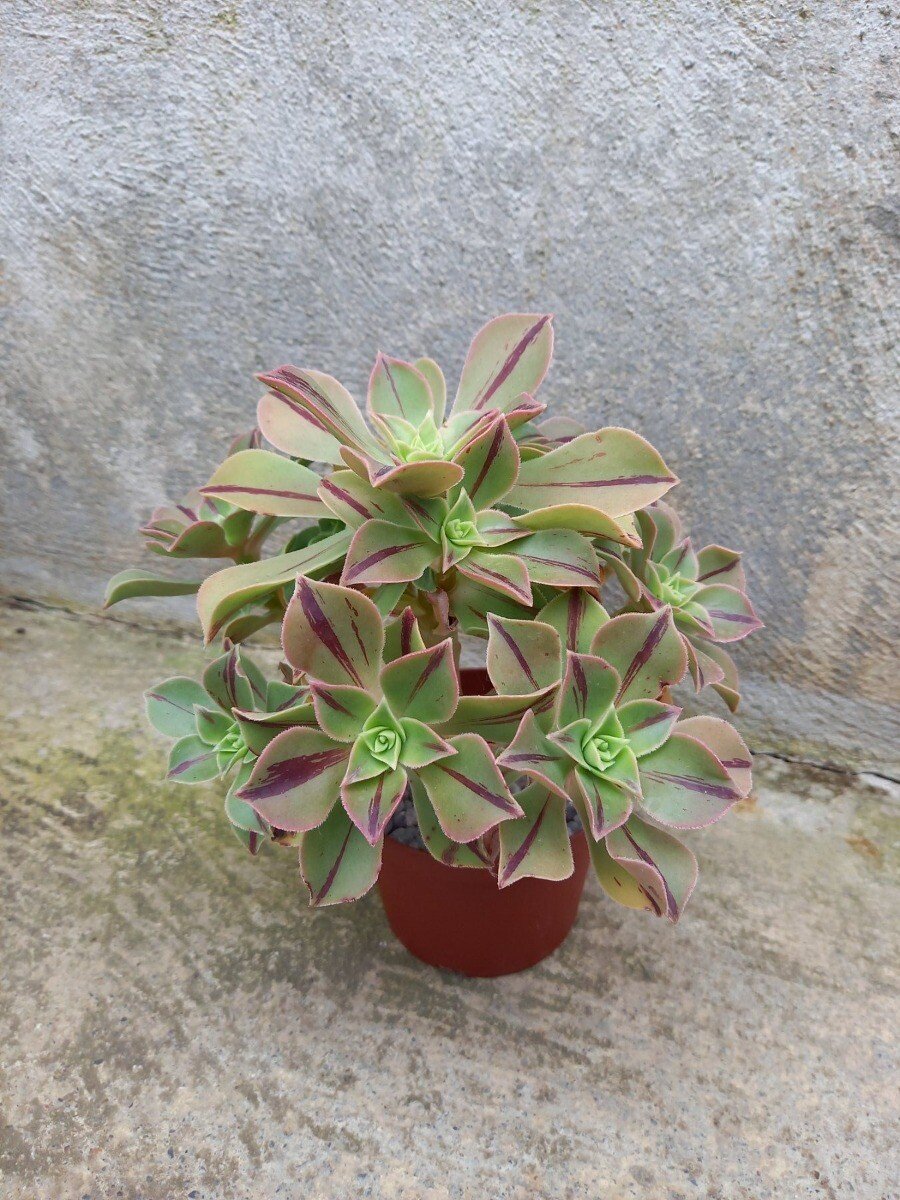 zimmerpflanzen yucca Groe Yucca Palme kaufen  Green Me Up