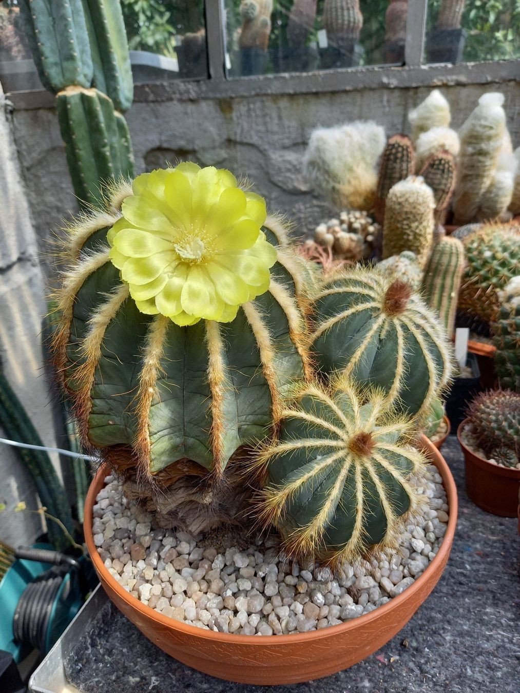 Notocactus magnificus / Parodia magnifica - Altpflanze - 20-kpfig