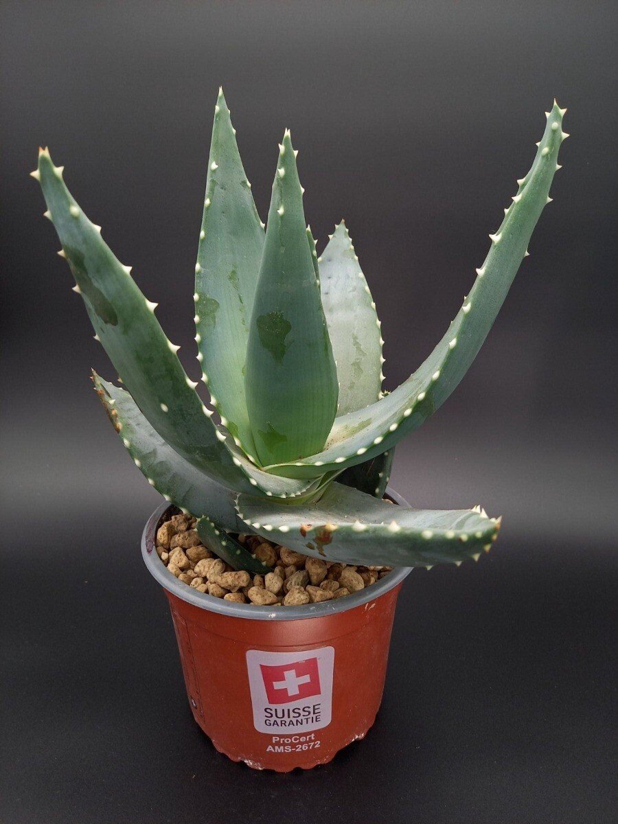 aloe vera gel im kühlschrank aufbewahren Forever Aloe Vera Gel kaufen