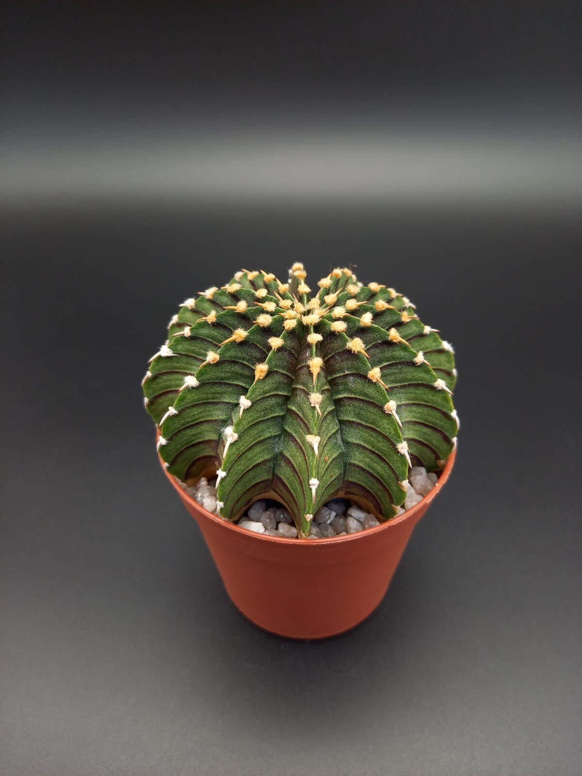 Gymnocalycium friedrichii var. angustostriatum LB 2178