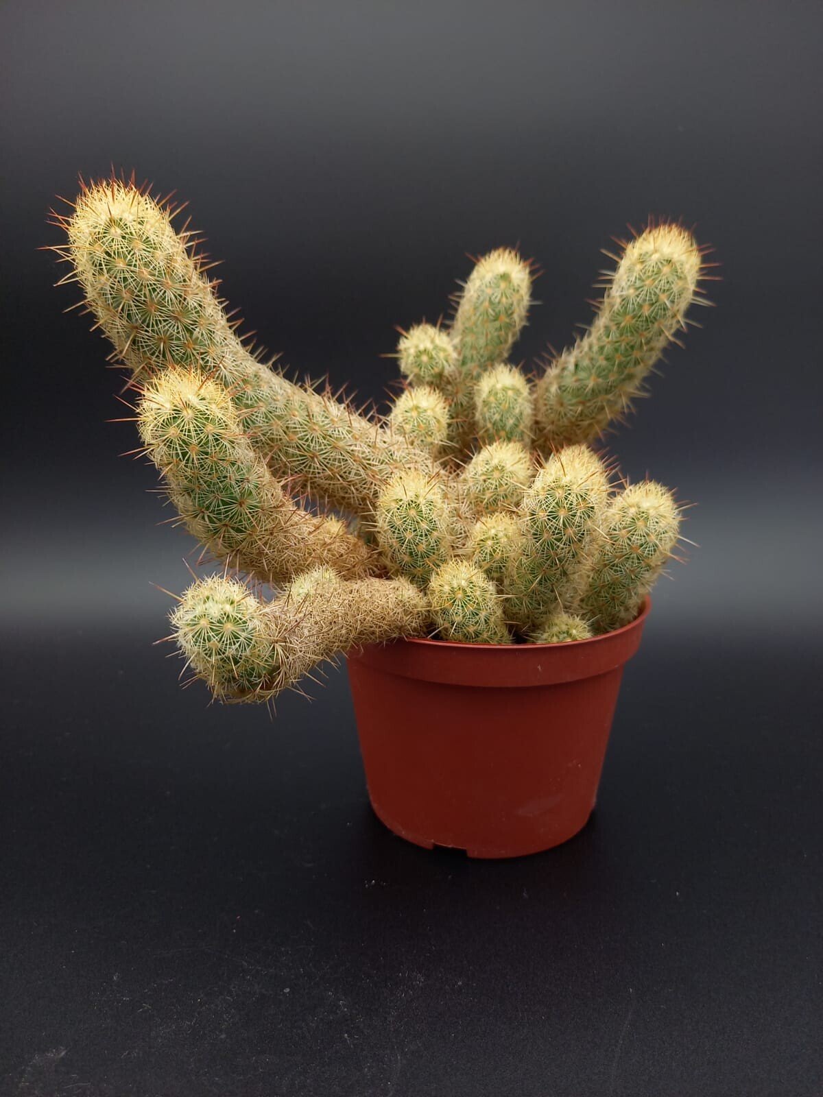 Mammillaria elongata