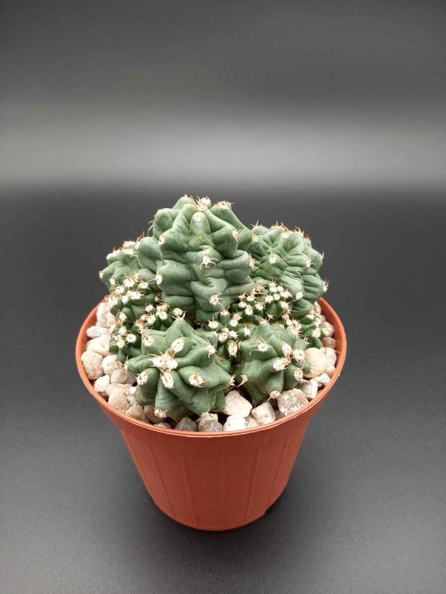 Echinocereus triglochidiatus var. mojavensis fa. inermis
