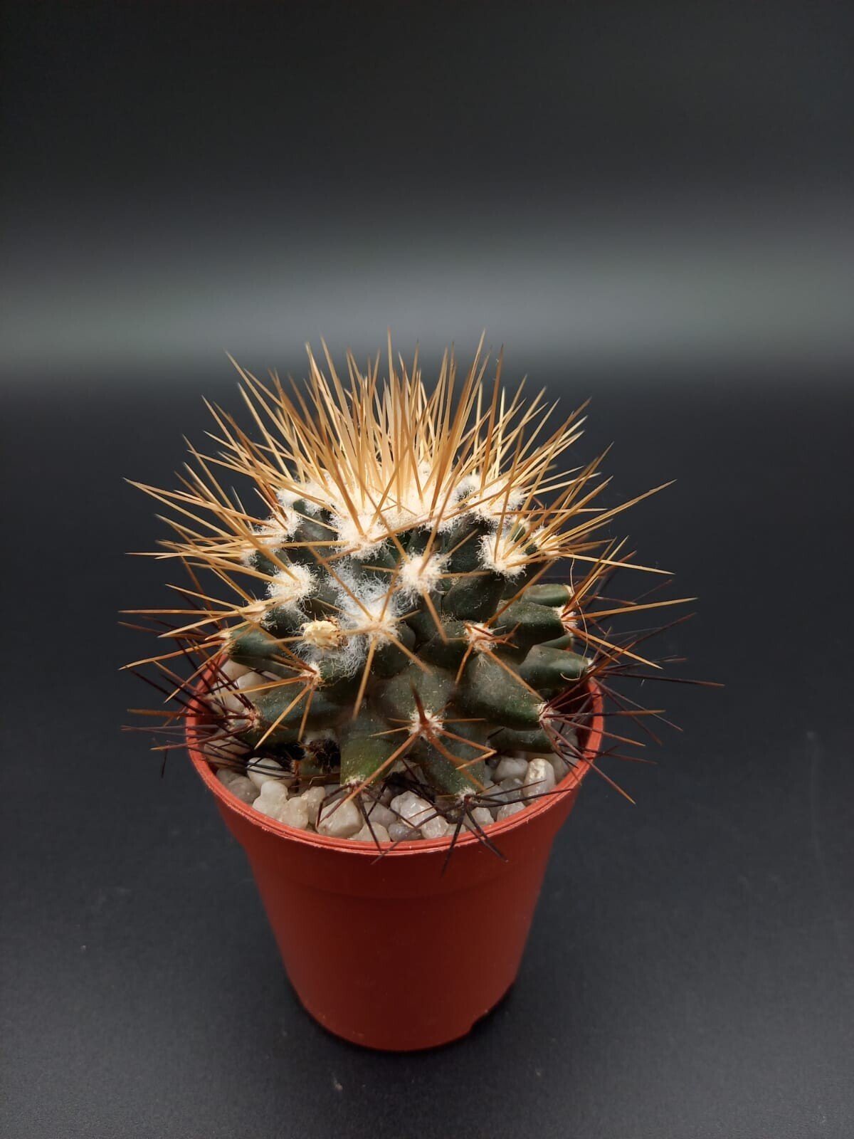 Mammillaria nivosa