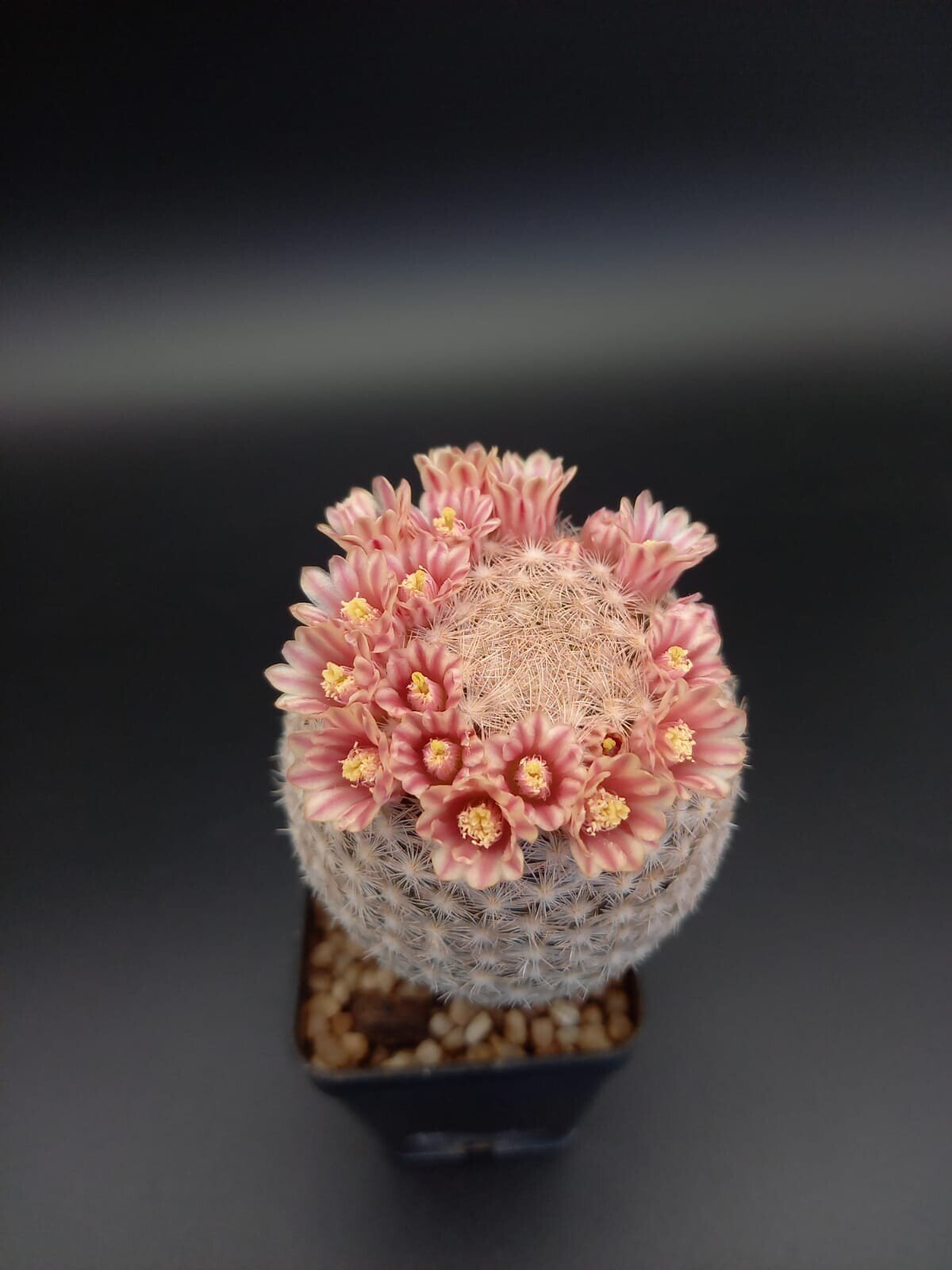 Mammillaria magallanii