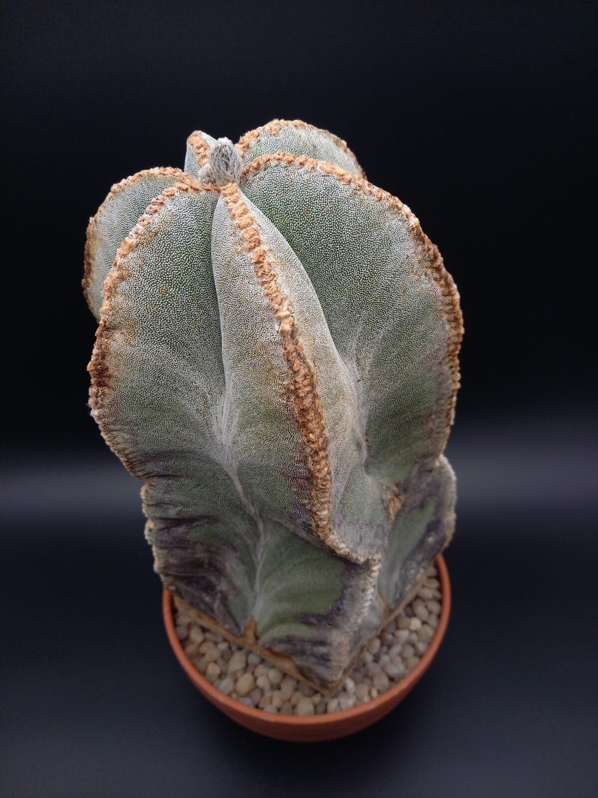 Astrophytum myriostigma - Altpflanze