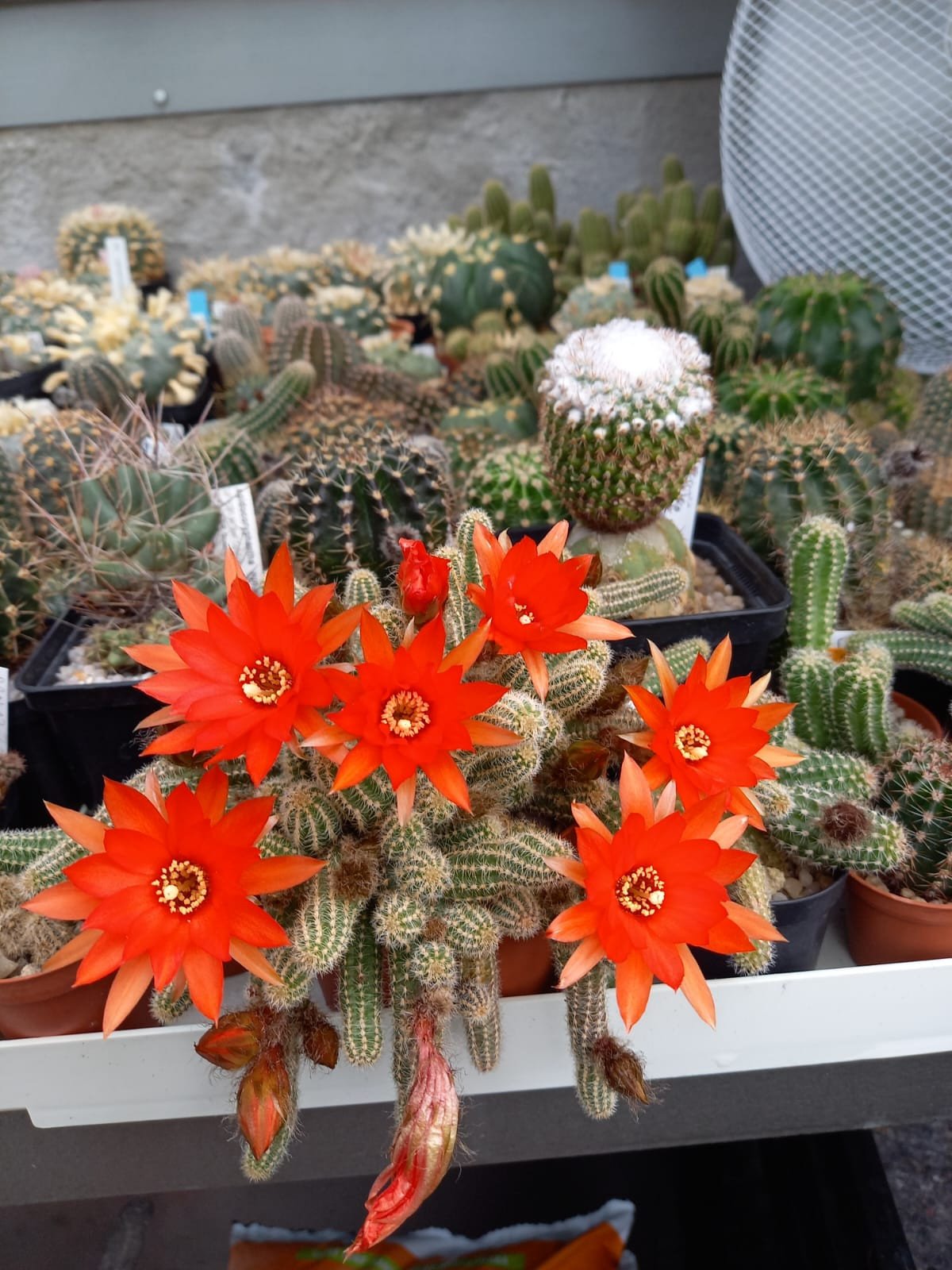 Chamaecereus silvestrii - rote Blte