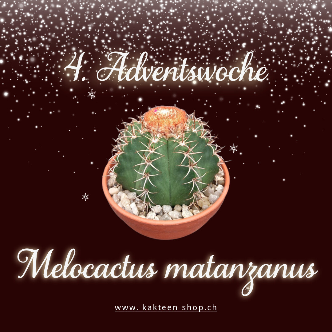 gummibaum online kaufen Gummibaum Robusta - Ficus elastica Robusta
